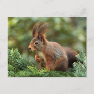 Cute squirrel briefkaart