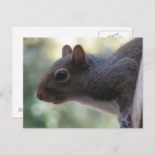 Cute Squirrel Briefkaart (Voorkant / Achterkant)