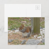 Cute Squirrel Briefkaart (Voorkant / Achterkant)