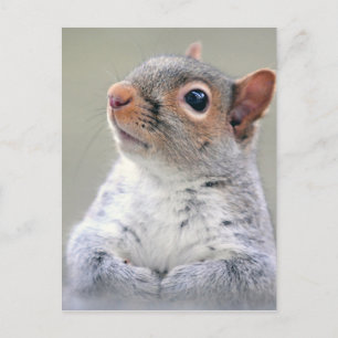 Cute Squirrel Briefkaart