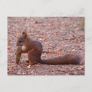 Cute Squirrel Card Briefkaart