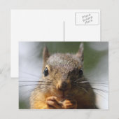 Cute Squirrel glimlachend Macro Foto Briefkaart (Voorkant / Achterkant)