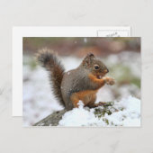 Cute Squirrel in de sneeuwfoto Briefkaart (Voorkant / Achterkant)