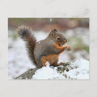 Cute Squirrel in de sneeuwfoto Briefkaart