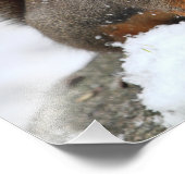 Cute Squirrel in sneeuw met pinda Foto Afdruk (Hoek)