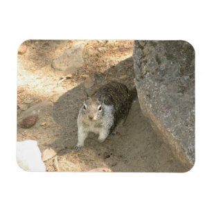 Cute Squirrel in Yosemite, CA Magneet