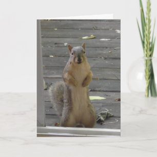 Cute Squirrel, Keep in Touch, kaart