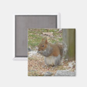 Cute Squirrel Magnet Magneet (Voorkant / Achterkant)