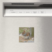 Cute Squirrel Magnet Magneet (Insitu (Vaatwasser))