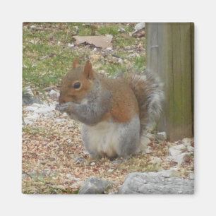 Cute Squirrel Magnet Magneet