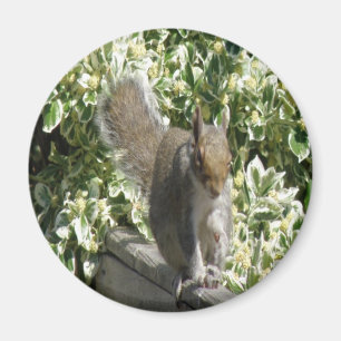 Cute Squirrel Magnet Magneet
