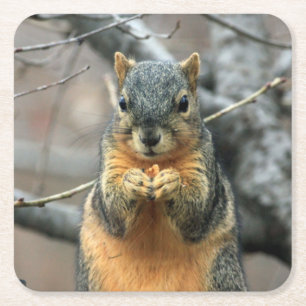 Cute Squirrel met een snack Vierkante Kartonnen Onderzetter