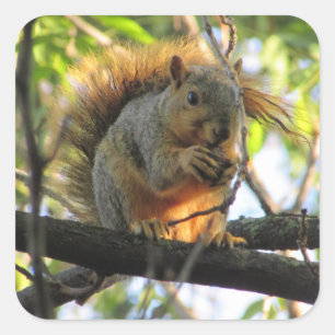 Cute Squirrel met Nut in Sticker