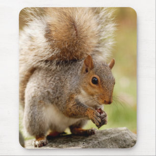 Cute Squirrel Muismat