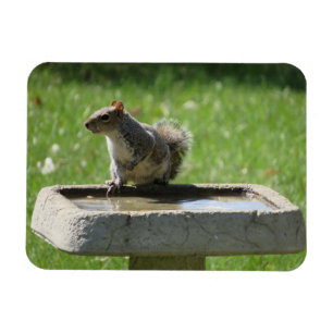 Cute Squirrel op Bird Bath Magneet