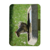 Cute Squirrel op Bird Bath Magneet (Verticaal)