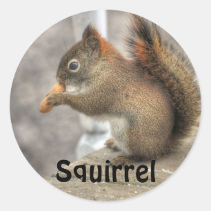 Cute Squirrel & Peanut Wildlife Foto Ronde Sticker