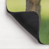 Cute Squirrel Smelling Dandelion Flower Muismat (Hoek)