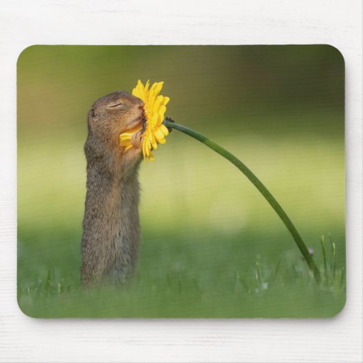 Cute Squirrel Smelling Dandelion Flower Muismat (Voorkant)