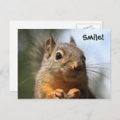 Cute Squirrel Smiling Closeup Foto Briefkaart (Voorkant / Achterkant)