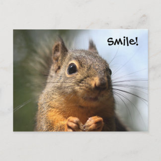 Cute Squirrel Smiling Closeup Foto Briefkaart