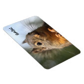 Cute Squirrel Smiling Closeup Foto Magneet (Rechterzijde)