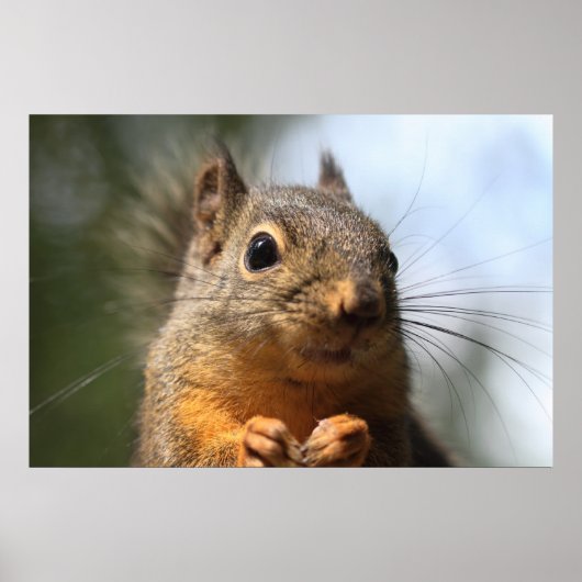 Cute Squirrel Smiling Closeup Foto Poster (Voorkant)
