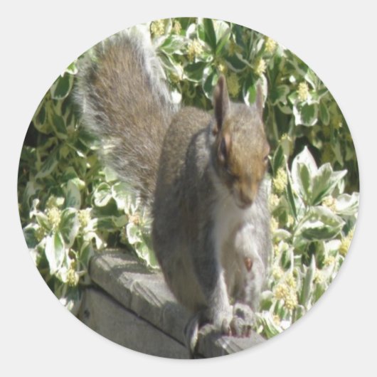 Cute Squirrel Sticker (Voorkant)