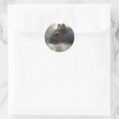 Cute Squirrel Stickers (Tas)