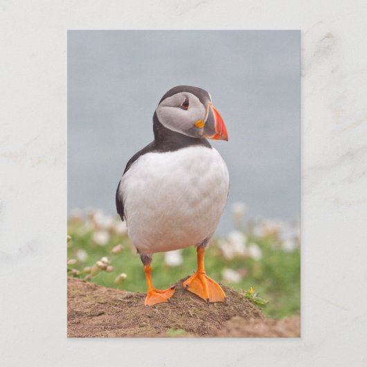 Cute Standing Puffin Briefkaart (Voorkant)