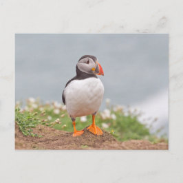 Cute Standing Puffin Briefkaart