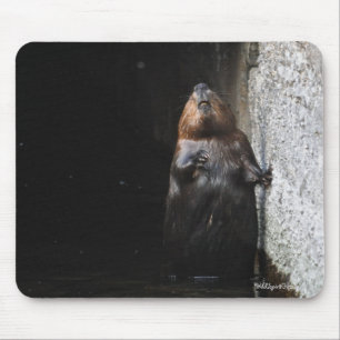 Cute Standing Wild Beaver Wildlife Foto Muismat