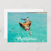 Cute Swimming Pig Exuma Bahamas Briefkaart (Voorkant / Achterkant)