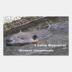 Cute Swimming Wild Beaver Wildlife Foto Rechthoekige Sticker