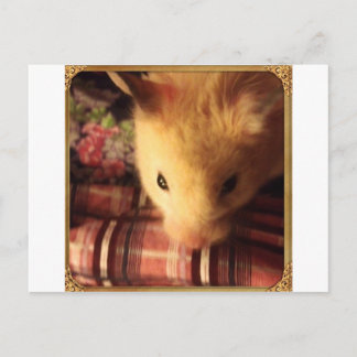 Cute Syrian Hamster Briefkaart