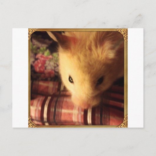 Cute Syrian Hamster Briefkaart (Voorkant)