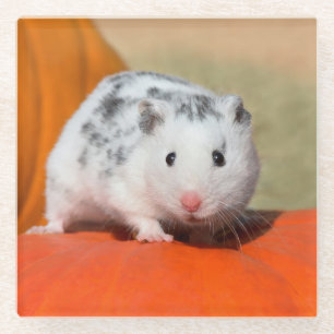 Cute Syrian Hamster White Black Spotted Funny Pet Glazen Onderzetter