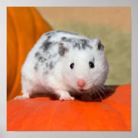 Cute Syrian Hamster White Black Spotted Funny Pet