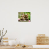 Cute Tabby Maine Coon Cat Kitten Fluffy Head Foto Poster (Keuken)