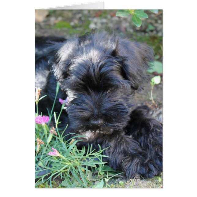 Cute Terrier Dog (Voorkant)