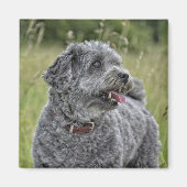 Cute Terrier Dog Magneet (Voorkant)