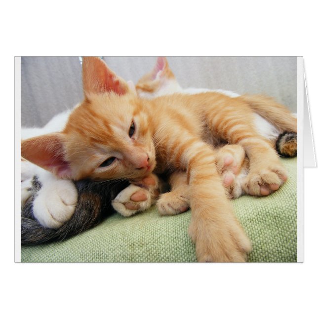 Cute Tiger Stripe Kitten (Devant horizontal)