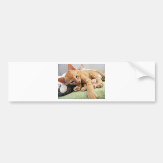 Cute Tiger Stripe Kitten Bumpersticker (Voorkant)
