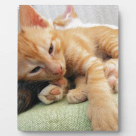 Cute Tiger Stripe Kitten Fotoplaat