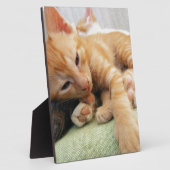 Cute Tiger Stripe Kitten Fotoplaat (Zijkant)