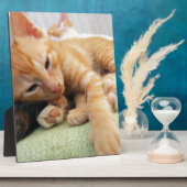 Cute Tiger Stripe Kitten Fotoplaat (Zijkant)