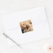 Cute Tiger Stripe Kitten Vierkante Sticker (Envelop)