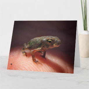 Cute Tiny Baby Toad / Tadpole Kaart