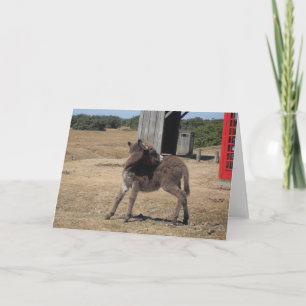 Cute Tiny Donkey Foal Kaart