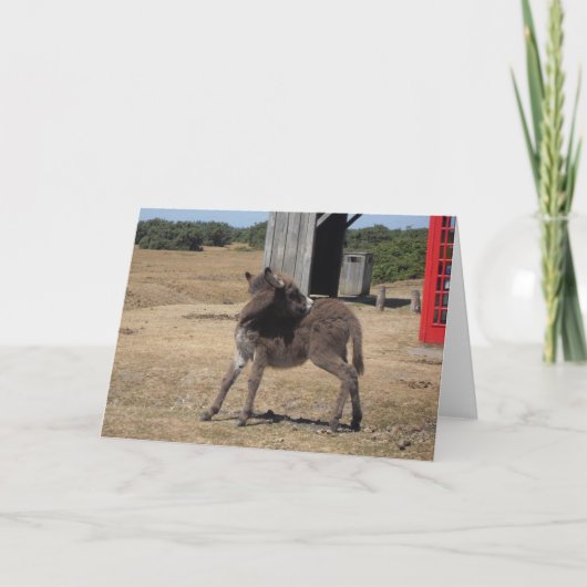 Cute Tiny Donkey Foal Kaart (Voorkant)